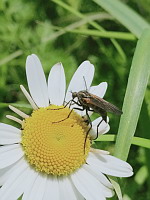 Empis marquete - Empis tessellata (ph. Mrugala F., Affoux, 05-2024)(1)